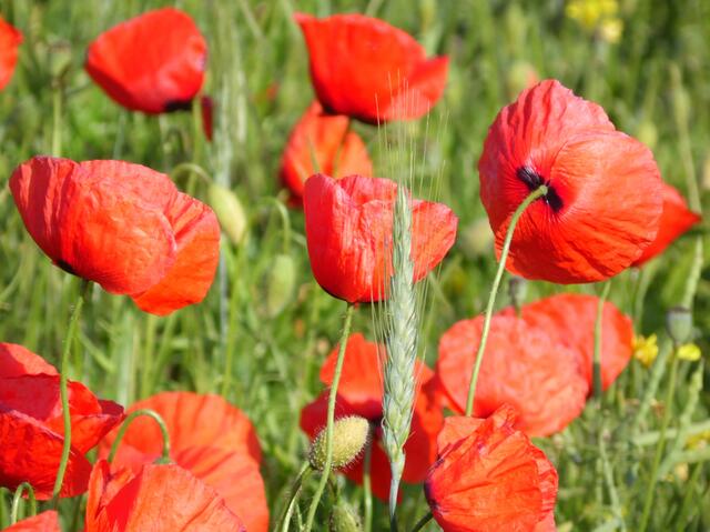 Blumengemälde überall.