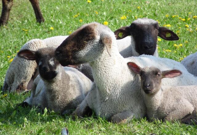 Die Osterlämmer fühlen sich sicherlich wohl. Bitte Hunde in deren Nähe an die Leine nehmen.
