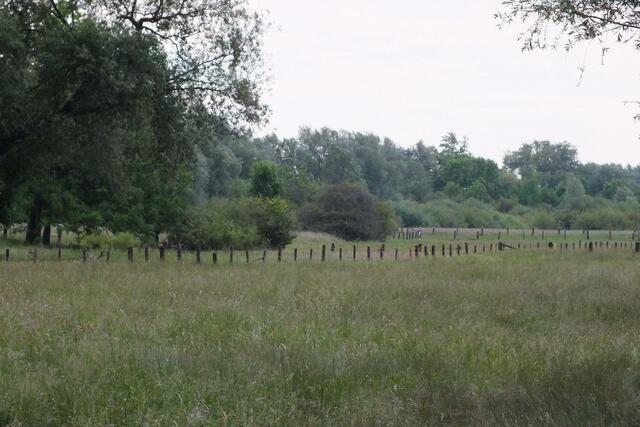 Leinemasch