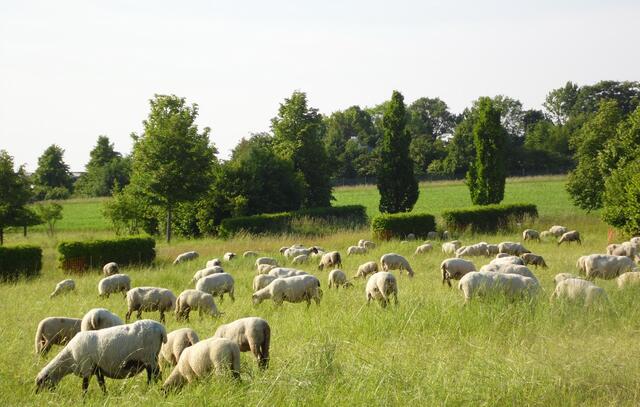 Die Schafe dürfen auch im Parc Agricole ihrer Lieblingsbeschäftigung nachgehen.