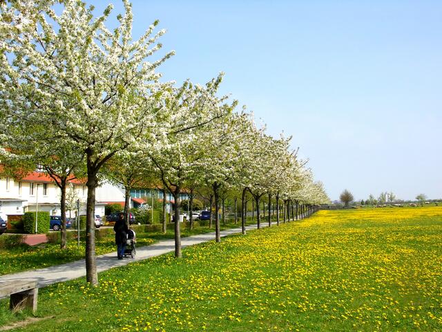 Diese schöne Kirschbaum-Allee begrenzt die neue Kronsbergsiedlung nach Osten hin.