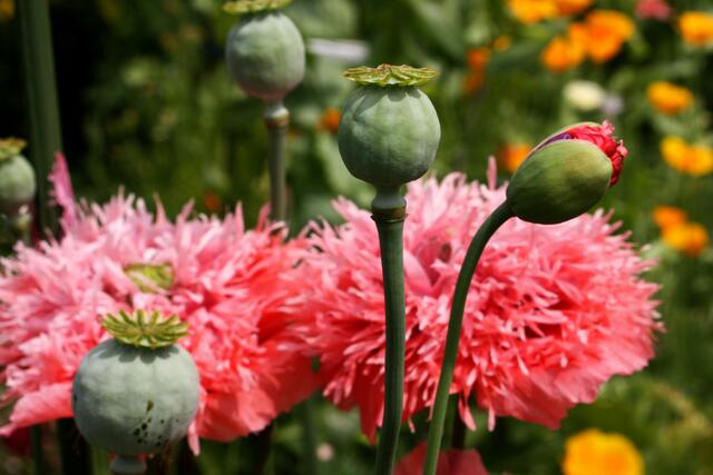 Knospe, Blüte und Kapsel eines gefüllten Ziermohns