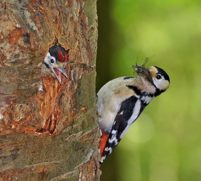 Endlich wird der Hunger gestillt
