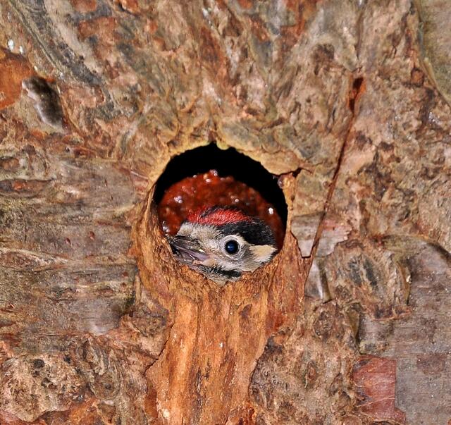 Warten auf Futternachschub