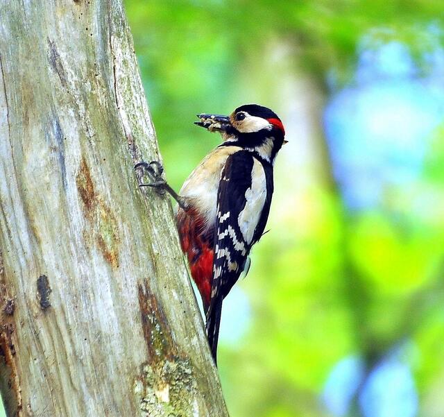 Der Altvogel traut dem Frieden nicht und hält sich erst mal im benachbarten Baum auf