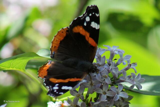 Dabei...