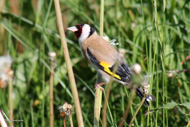 ...etwa acht Meter vor uns im Gras nieder.