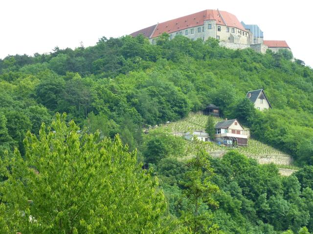 Weinanbau unterhalb der Neuenburg