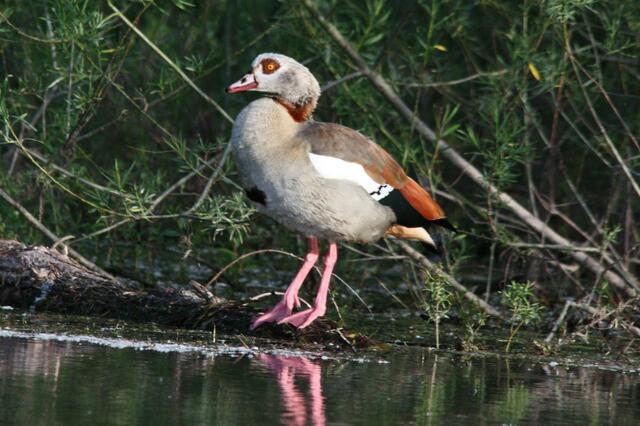 Nilgans am Ufer