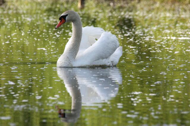 Schwan in Fotopose...