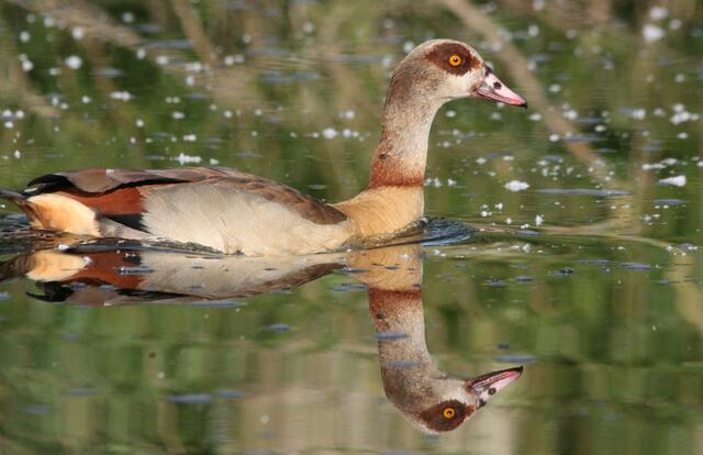 Nilgans präsentiert sich von der besten Seite
