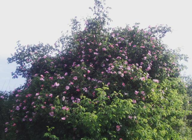 Blüten, bevor sie Hagebutten werden