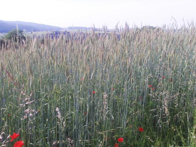 Roggen vor der Blüte