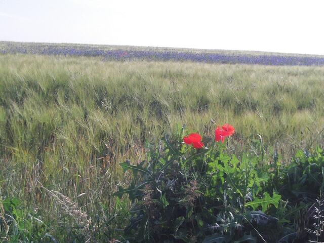 Gerstenfeld mit Kornblumeninsel, bewacht von einer Distel mit Mohnblume