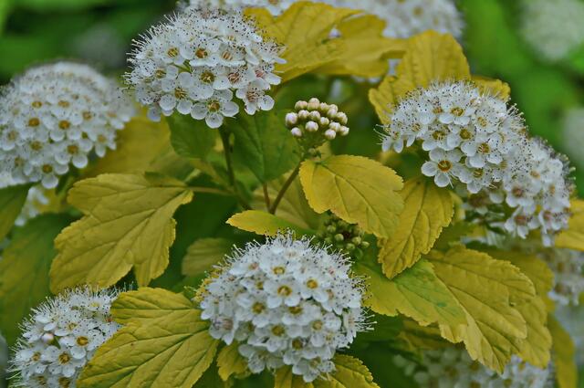 Noch eine Knopse ...
