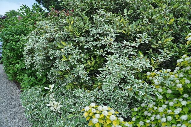 Nun - Anfang Mai - ist die Hecke grün ...