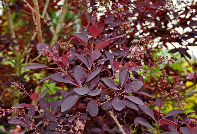 Ein Farbtupfer im der Hecke ...