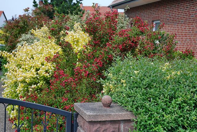 So könnte die Hecke das ganz Jahr ausssehen, nicht wahr ???
