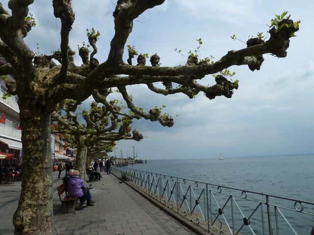 Diese Bäume an der Promenade,schlugen gerade aus.