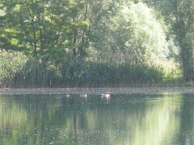 Nilgänse, etwa 12. Stück sollen hier auf den Feldern übernachten.