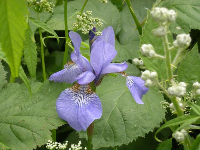 Iris sibirika.
