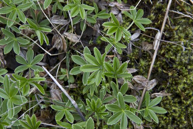 Mini-Hanf? ;-) Gefunden in der Bergwelt Islands.