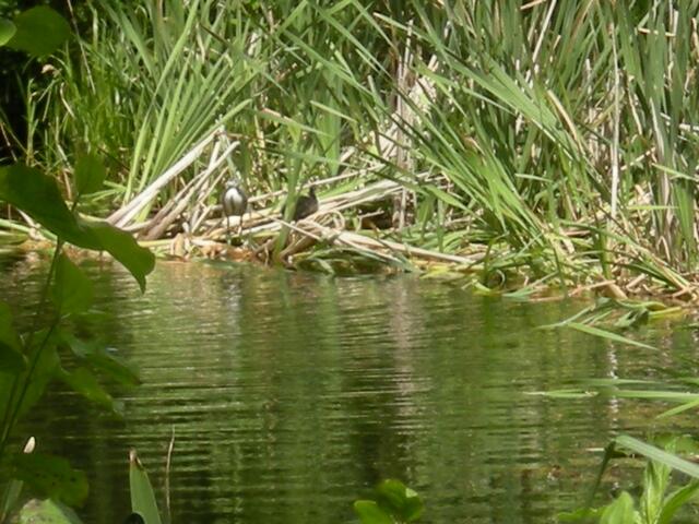 Ein verstecktes Nest.