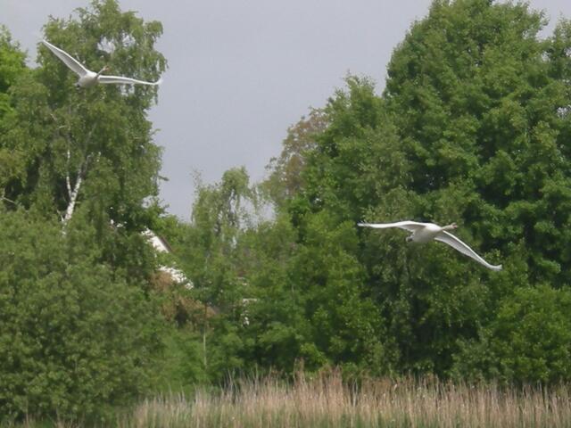 Schwäne beim Rundflug über dem Hohnhorstsee.