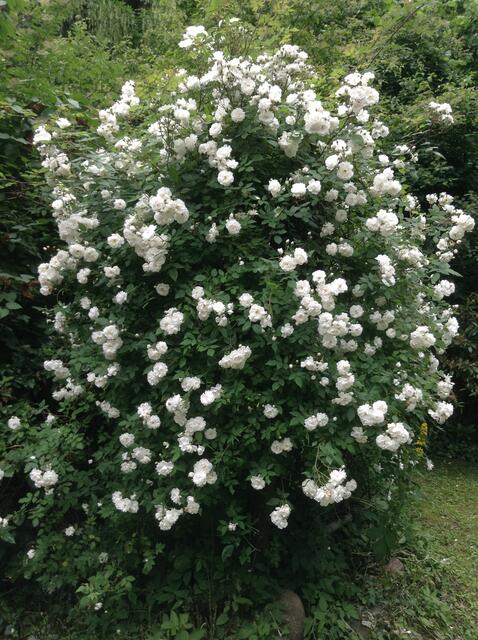 Ein toller Rosenbusch.