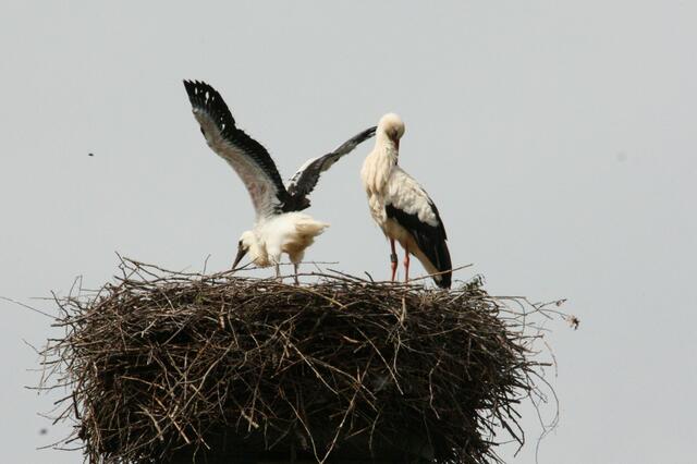 Meine Flügel sind schon sooo lang!