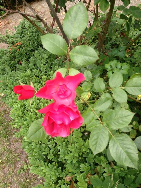 Was für eine Farbe !