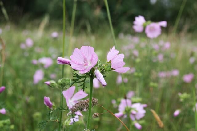 Ausflug in die Blumenwiese...