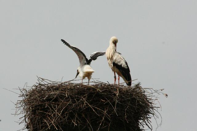 Guck mal, ich kann bald fliegen!