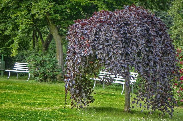 Kloster Loccum - im Klostergarten