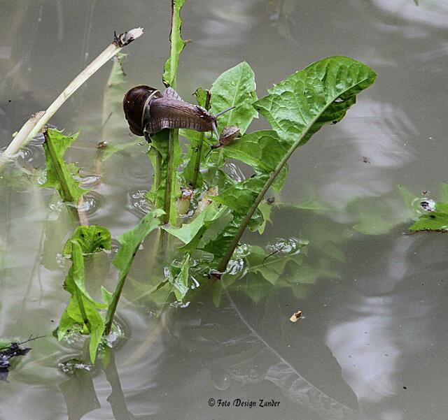 Hiiiilfe! Diese Schnecke rettet sich vor den Fluten und greift fast wortwörtlich nach dem rettenden Strohhalm. | Foto: Kathrin Zander aus Meitingen