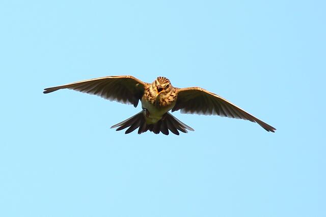 Fast schon Sturzflug