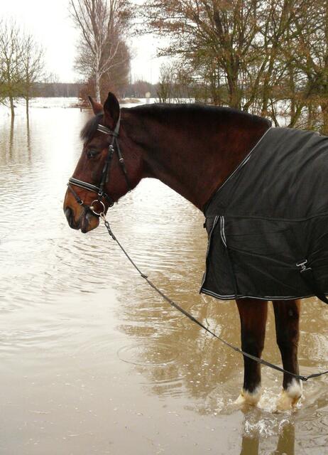 Keine Angst vor nassen "Füßen" hat dieses schöne Pferd, das Birgit Leidinger aus Wetter mit der Kamera erwischt hat. | Foto: Birgit Leidinger
