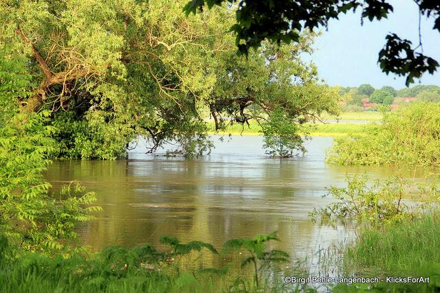 Viel Wasser und reichlich grün - das Bild von Birgit Behle erinnert viel mehr an einen Einblick auf einen Sumpf oder ein kleines Dschungelgebiet. Dabei stammt es aus der Umgebung von Hannover. | Foto: Birgit Behle