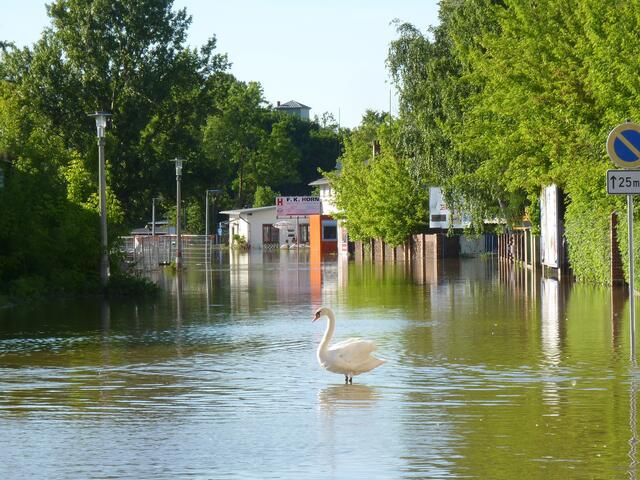 Stolz steht der Schwan auf einer Straße in einem Wohngebiet. Das Hochwasser hat die Gegend zu seinem großen Spielplatz gemacht. | Foto: M. Wittenberg aus Nebra