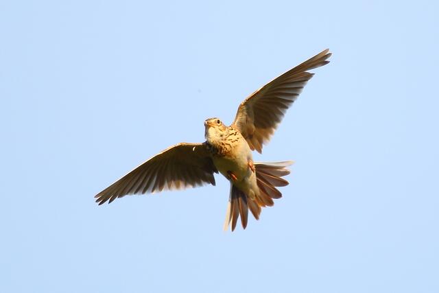Lerche im Flug