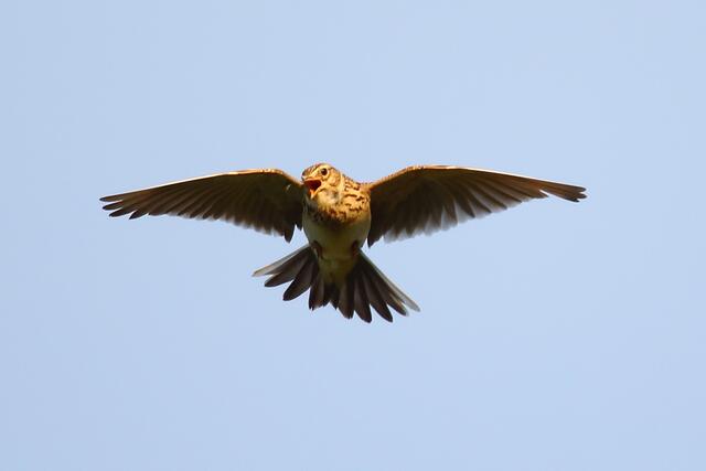 Schöner Gesang