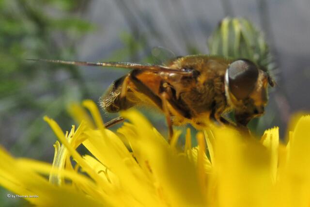 Dafür umso mehr Schwebfliegen.