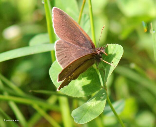 Brauner Waldvogel?