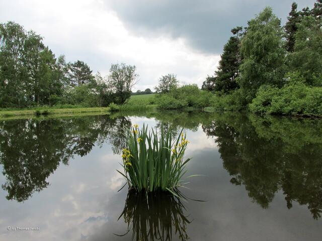 Der Tümpel.