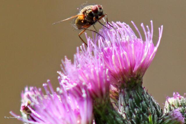 ...Fliegen und...