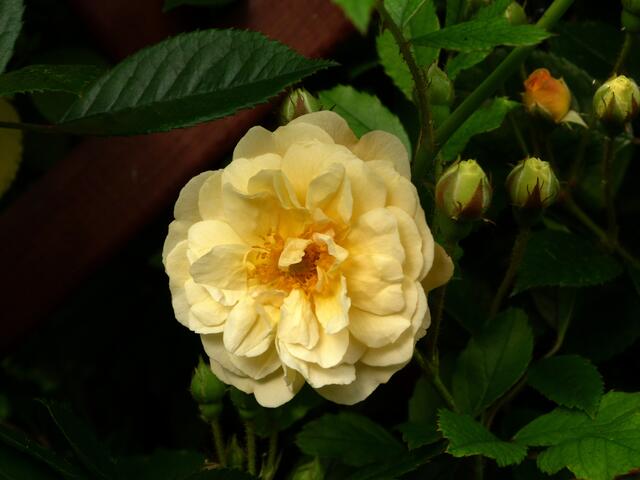 Ghislaine de Feligonde