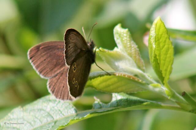 ...dieser braune...