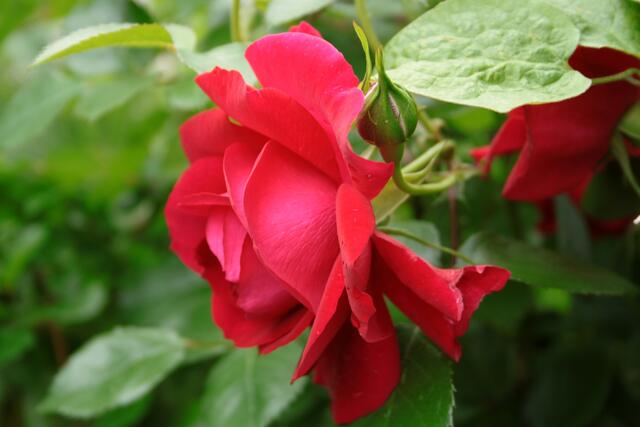 Rose Baikal