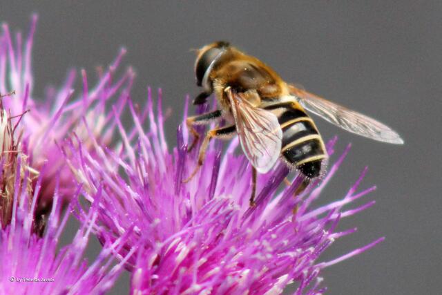 Schwebfliege.