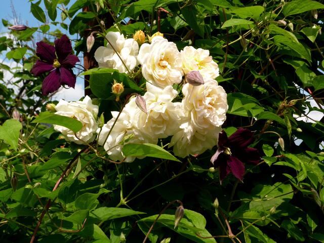 ...zusammen mit Clematis Etoile de Violette
